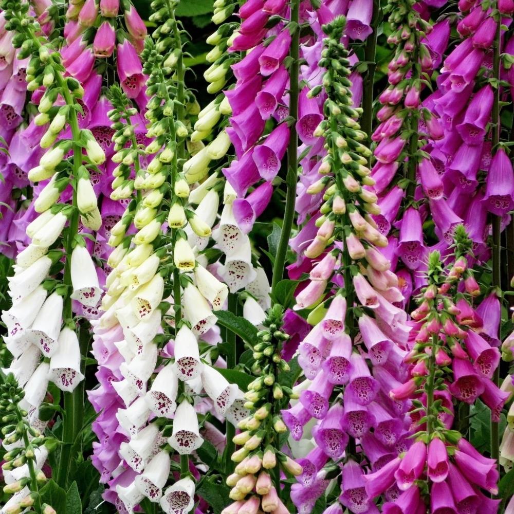 Foxglove Digitalis 'Foxy Mixed' X6