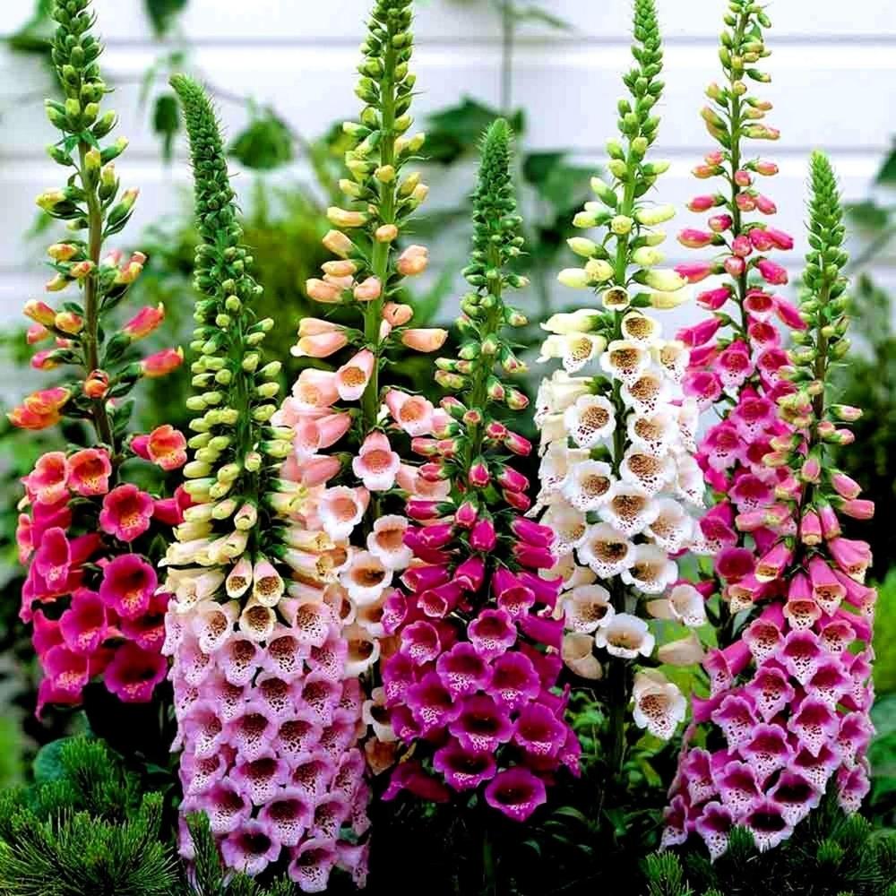 Foxglove Digitalis 'Foxy Mixed' X6