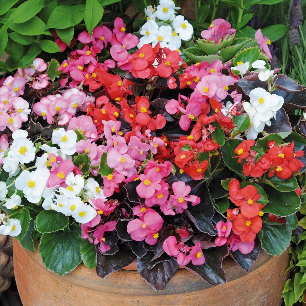 Begonia President Mixed X24