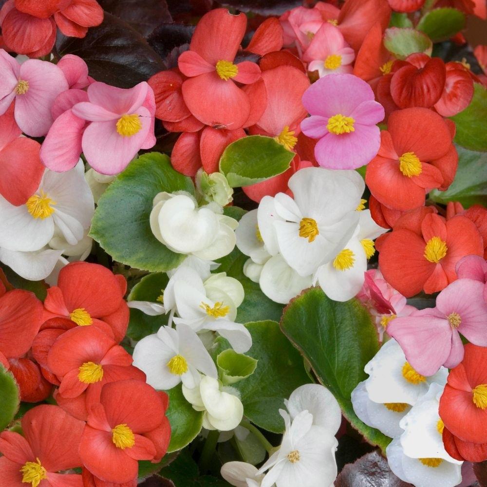 Begonia President Mixed X24
