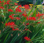 Crocosmia Lucifer Montbretia