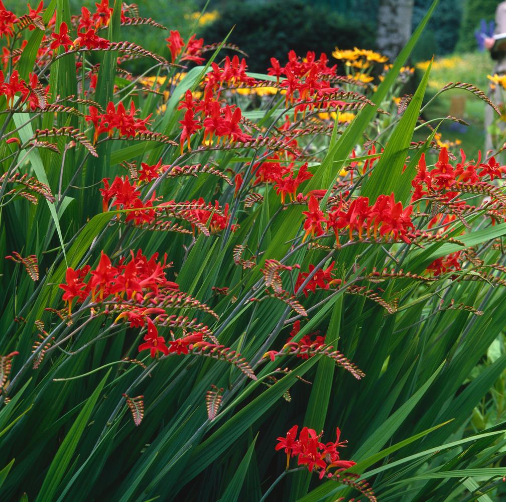 Crocosmia Lucifer Montbretia