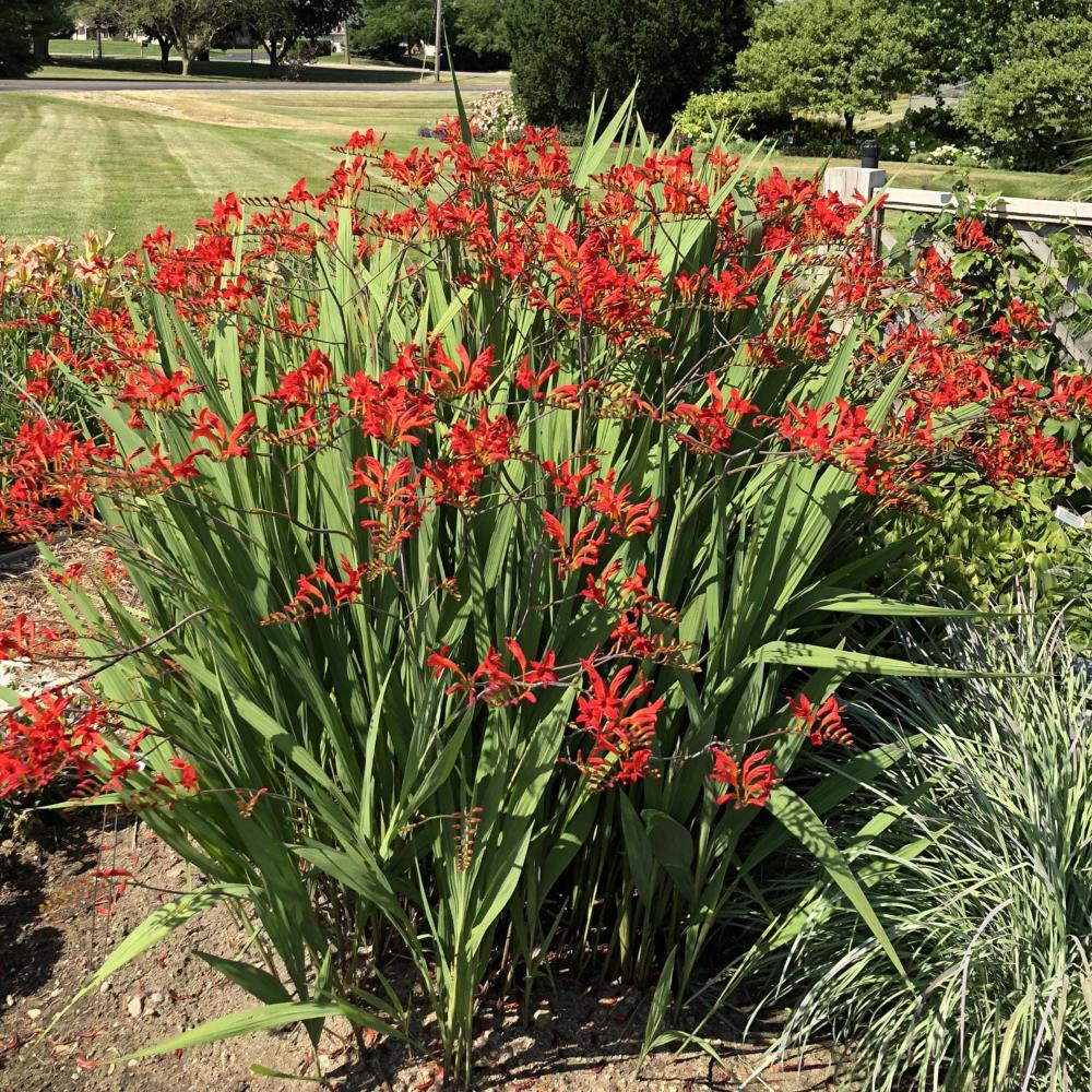 Crocosmia Lucifer Montbretia