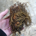 Astilbe Japonica 'Bonn' X3 Bare Root