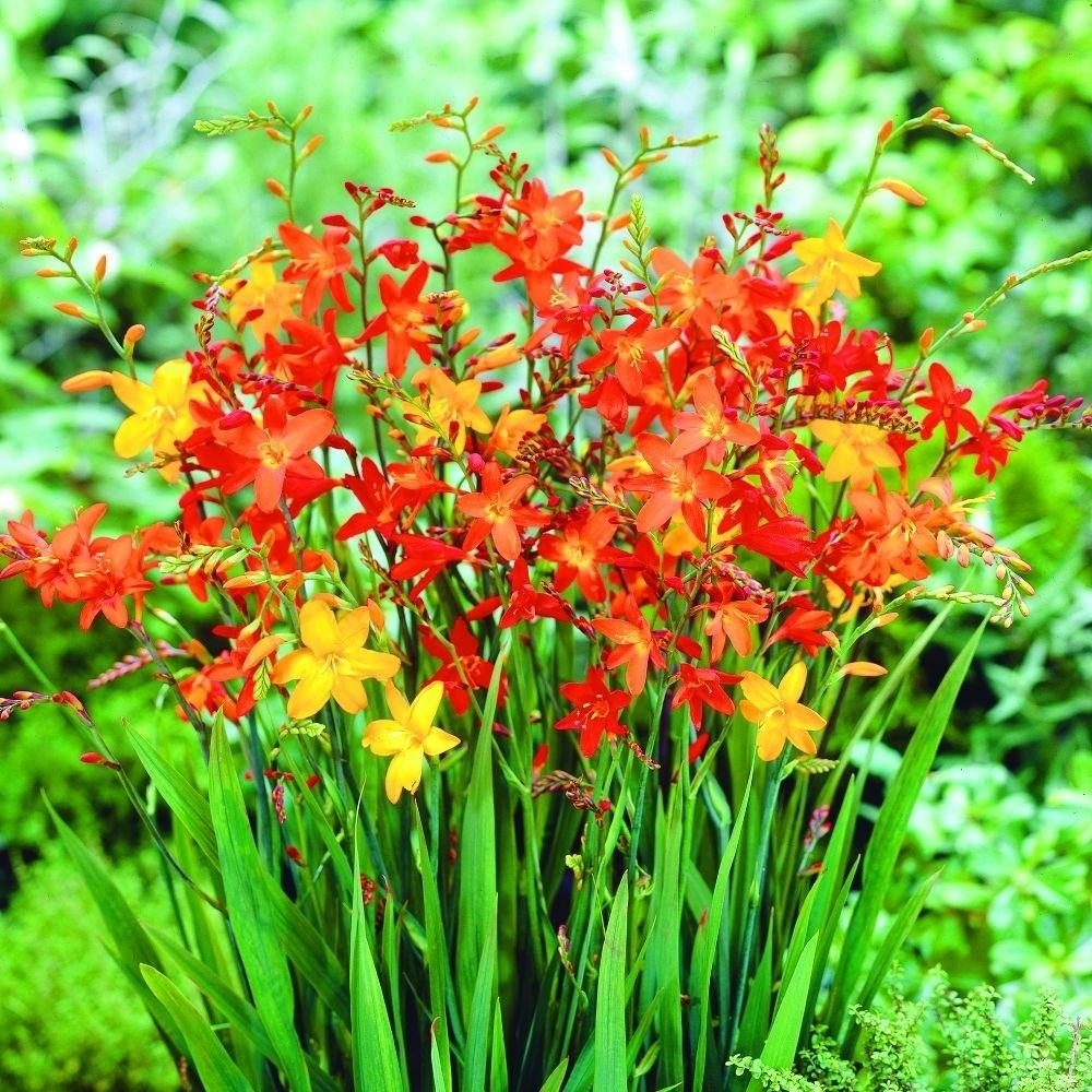 Crocosmia Large Flowering Mix