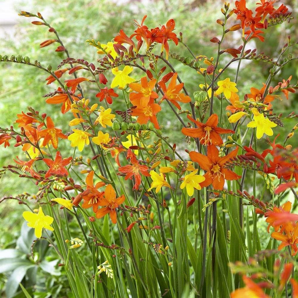 Crocosmia Small Flowering  Mix