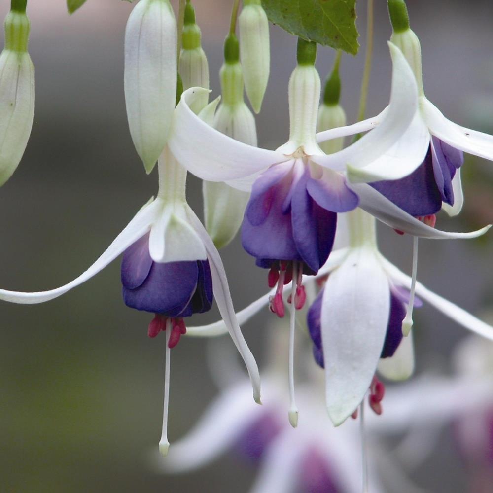 Fuchsia 'Delta's Sarah' X5