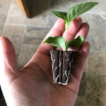 Fuchsia 'Delta's Sarah' X5
