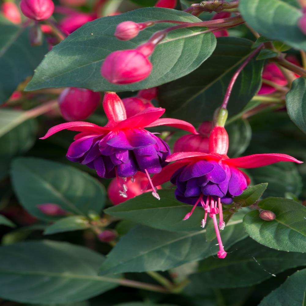 Fuchsia 'Dollar Princess' X5