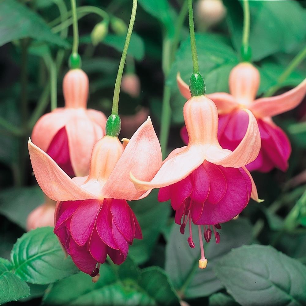 Fuchsia 'Garden News' X5