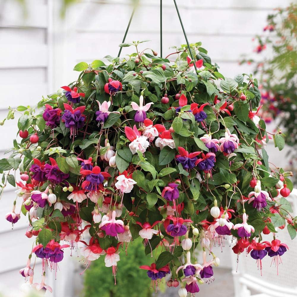 Fuchsia 'Garden News' X5
