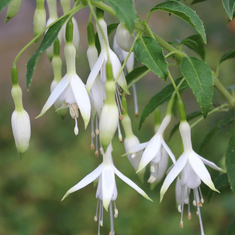 Fuchsia 'Hawkshead' X5