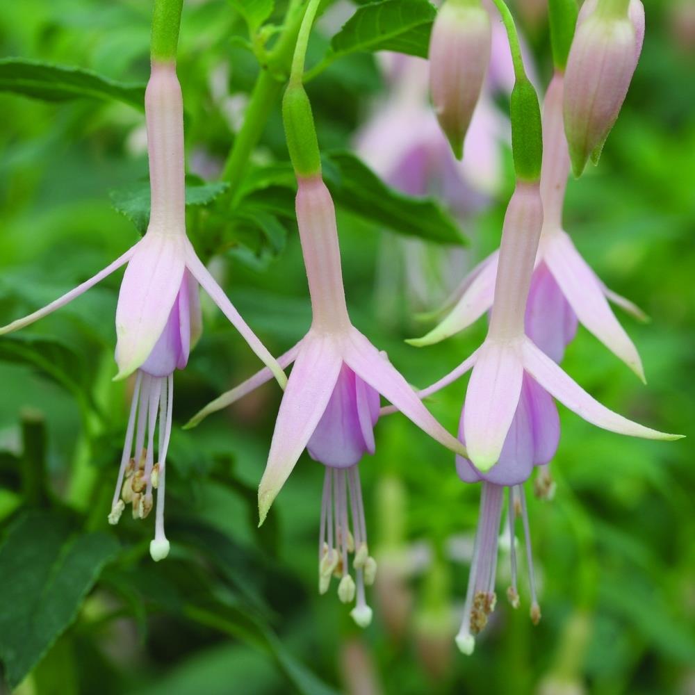 Fuchsia 'Hawkshead' X5