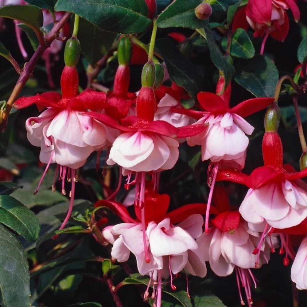 Fuchsia 'Snowcap' X5