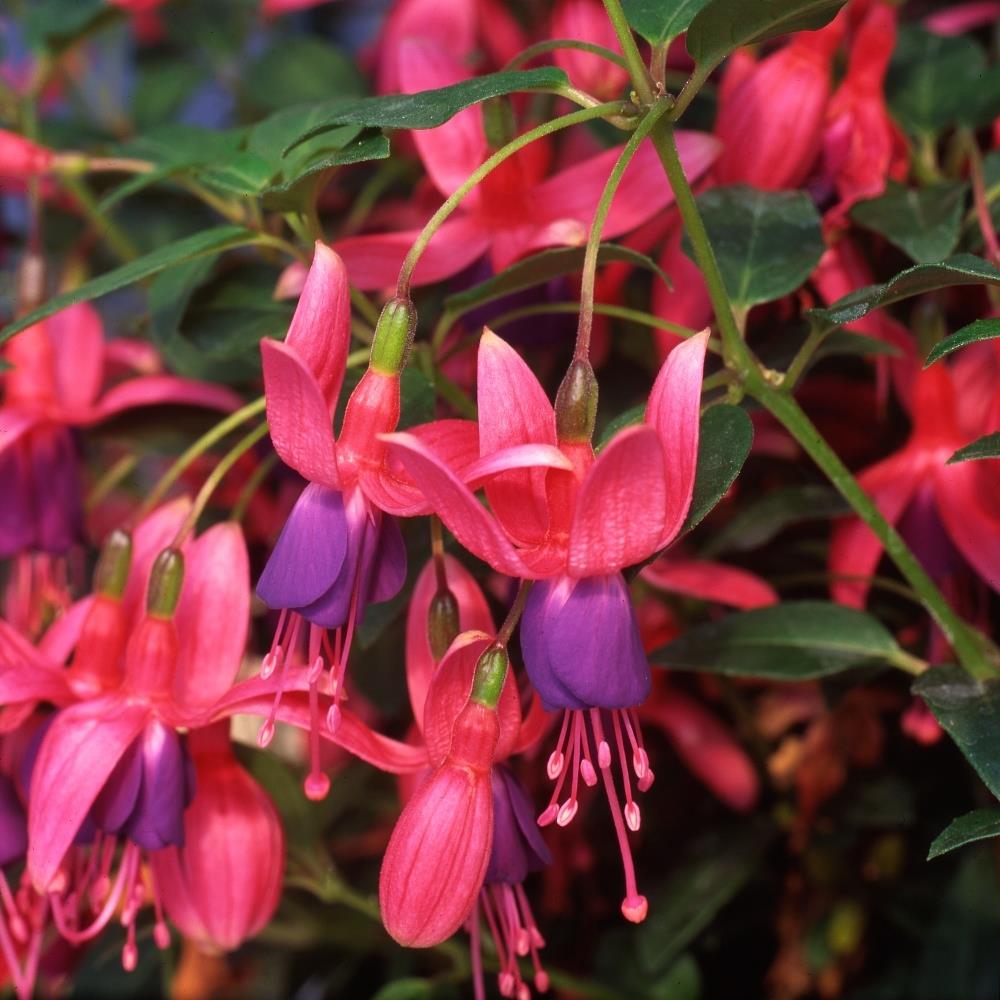 Fuchsia 'Tom Thumb' X5