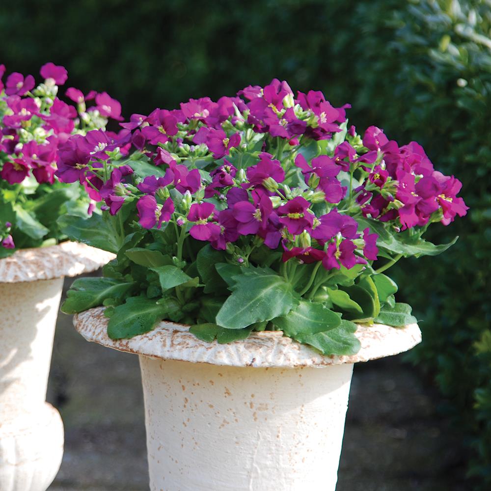 Arabis 'Lotti Deep Rose' X6