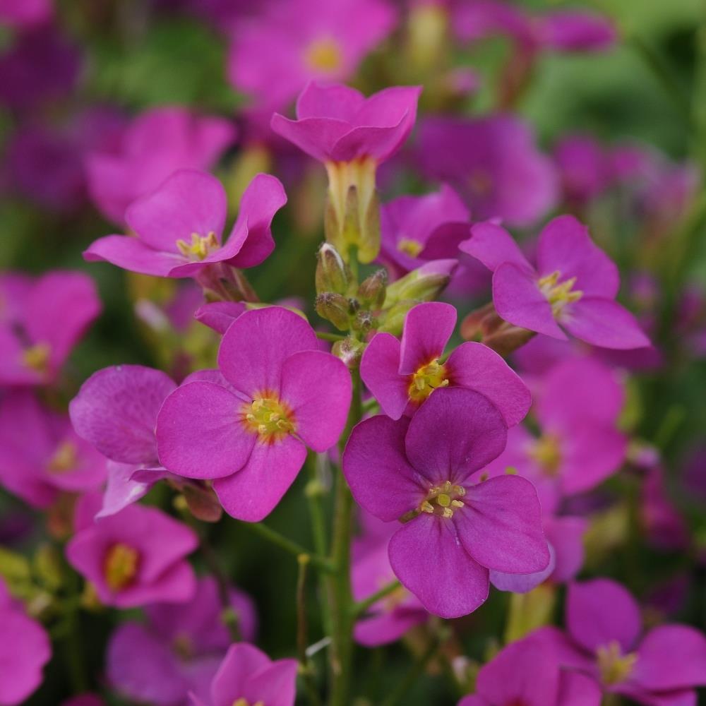 Arabis 'Lotti Deep Rose' X6