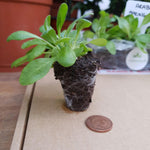 Arabis 'Lotti Deep Rose' X6