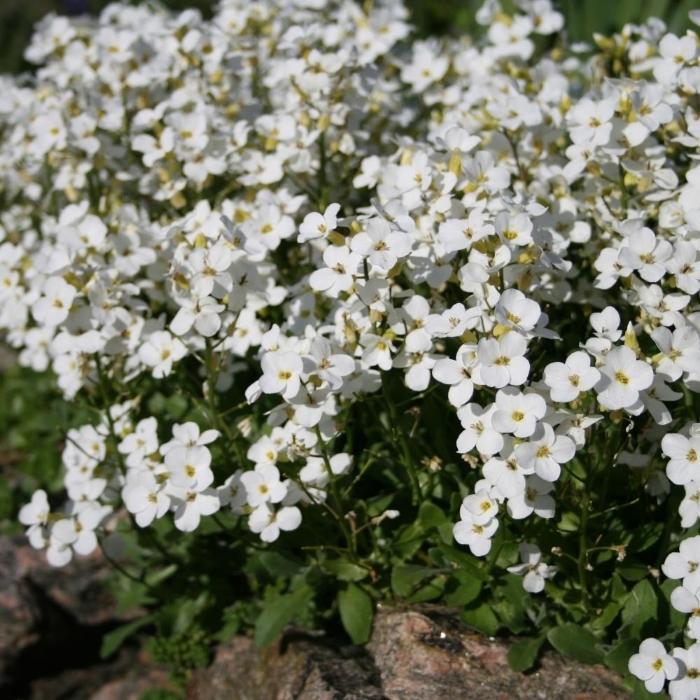 Arabis 'Lotti White' X6