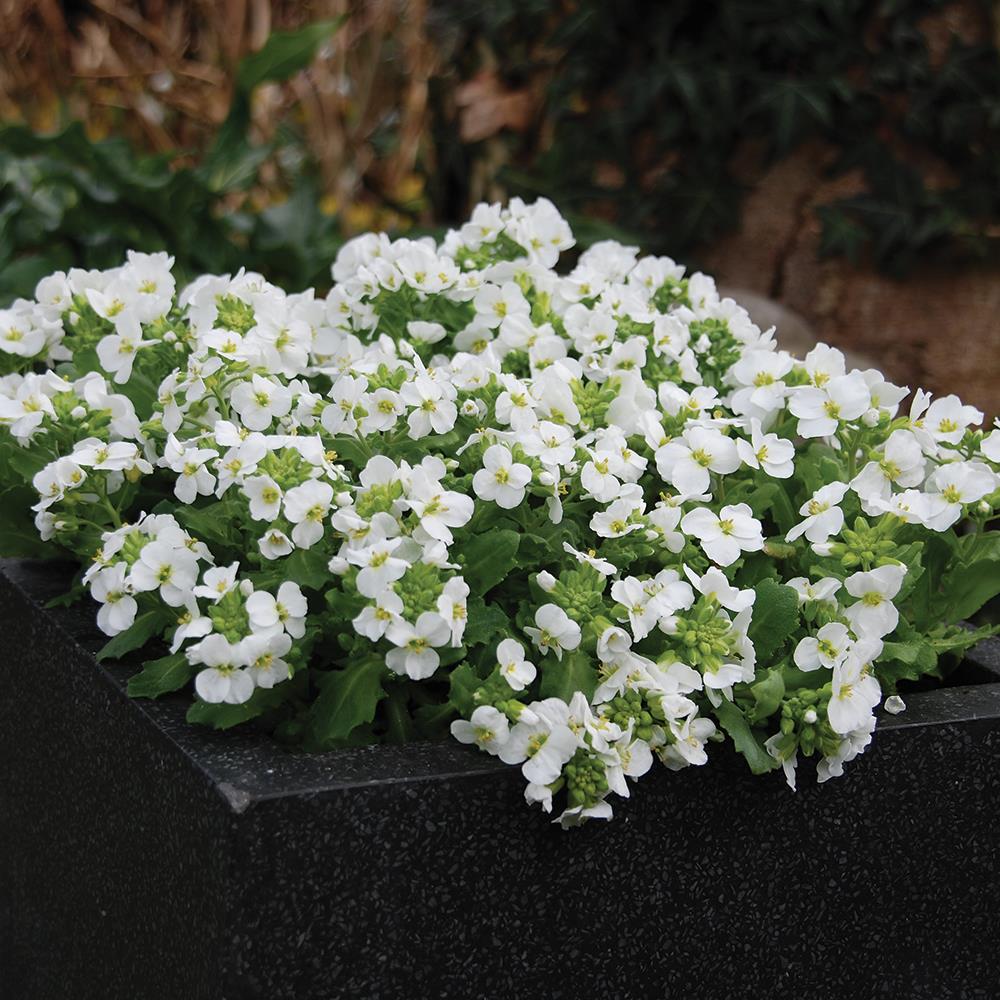 Arabis 'Lotti White' X6