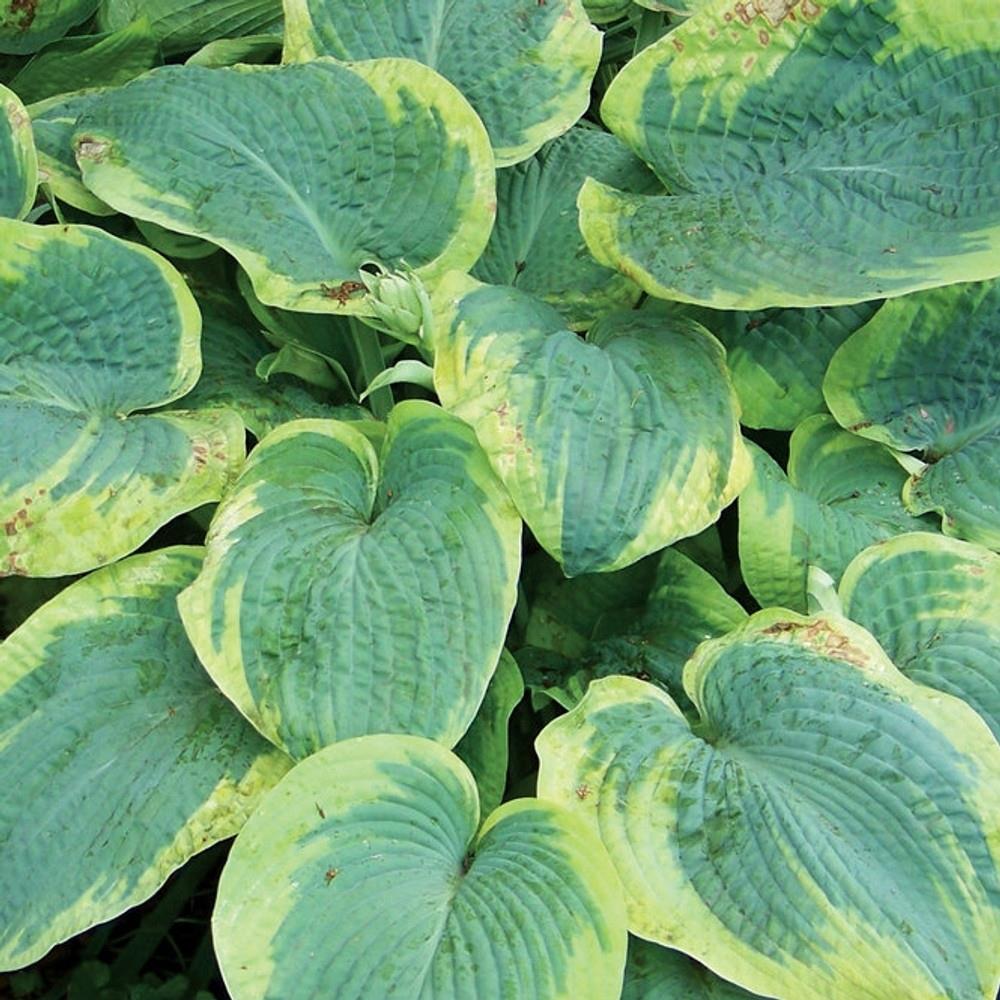 Hosta 'Frances Williams'