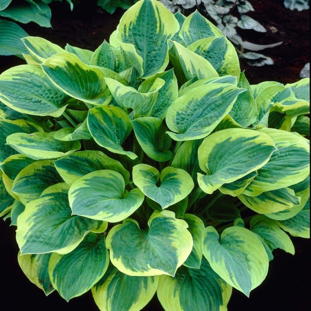 Hosta 'Wide Brim'