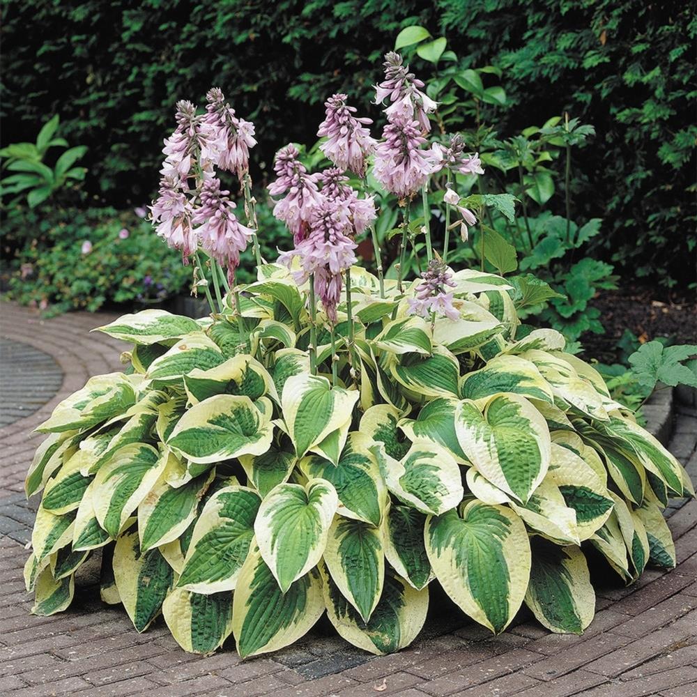 Hosta 'Wide Brim'