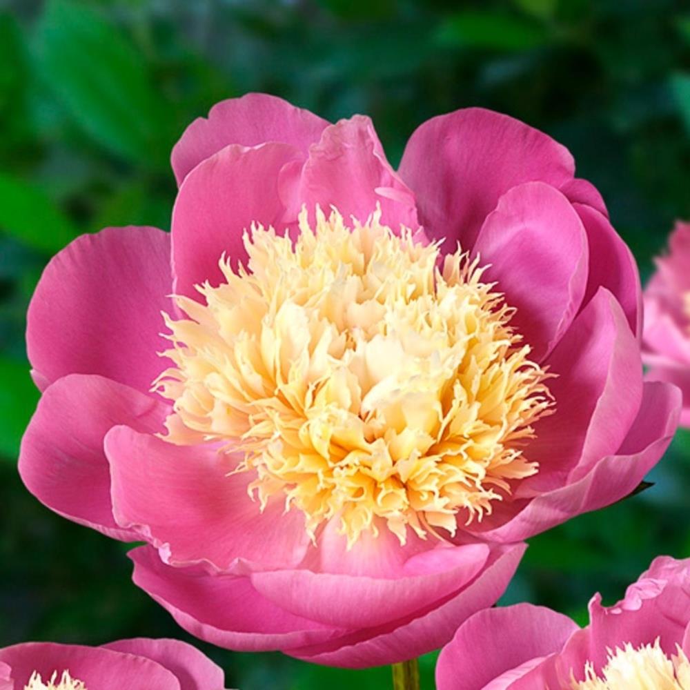 Peony 'Bowl of Beauty'