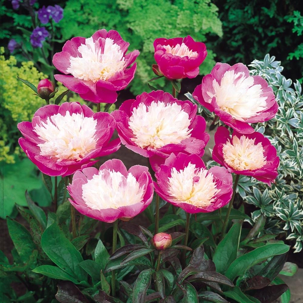 Peony 'Bowl of Beauty'