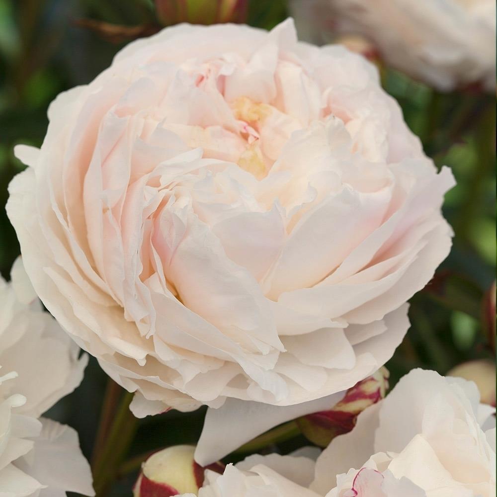 Peony Shirley Temple