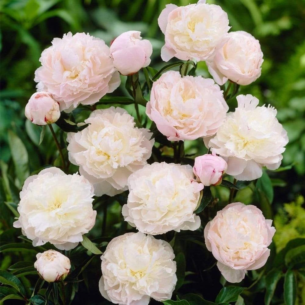 Peony Shirley Temple