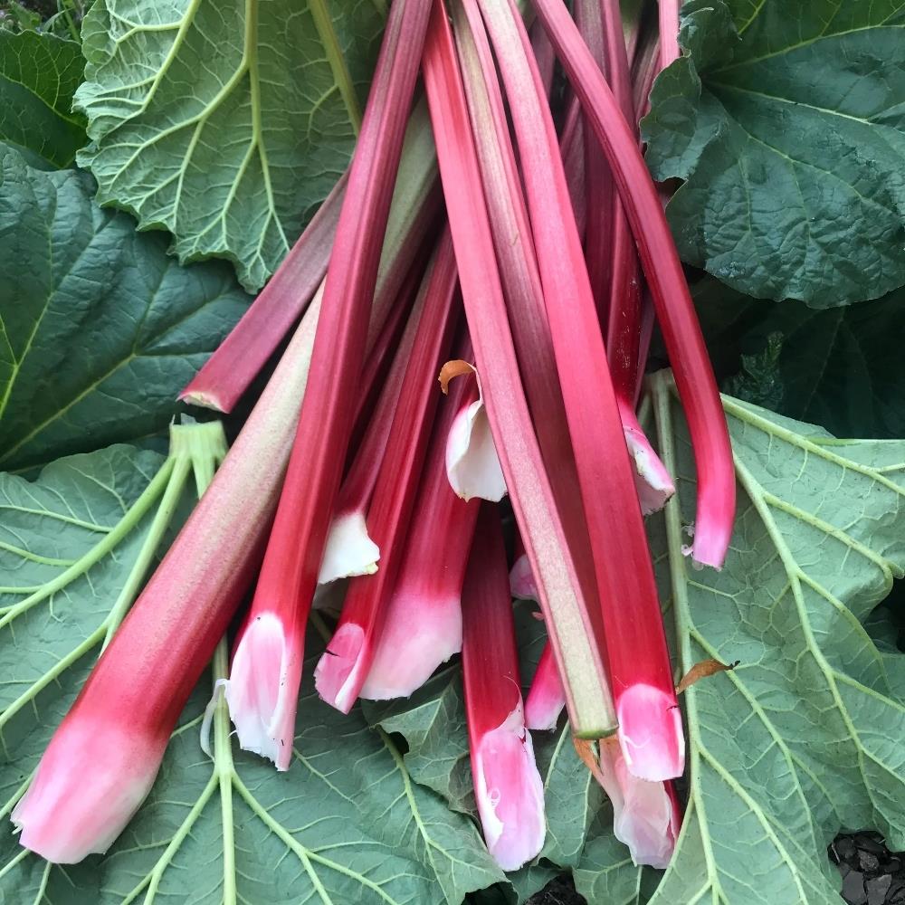 Rhubarb Crowns 'Goliath'