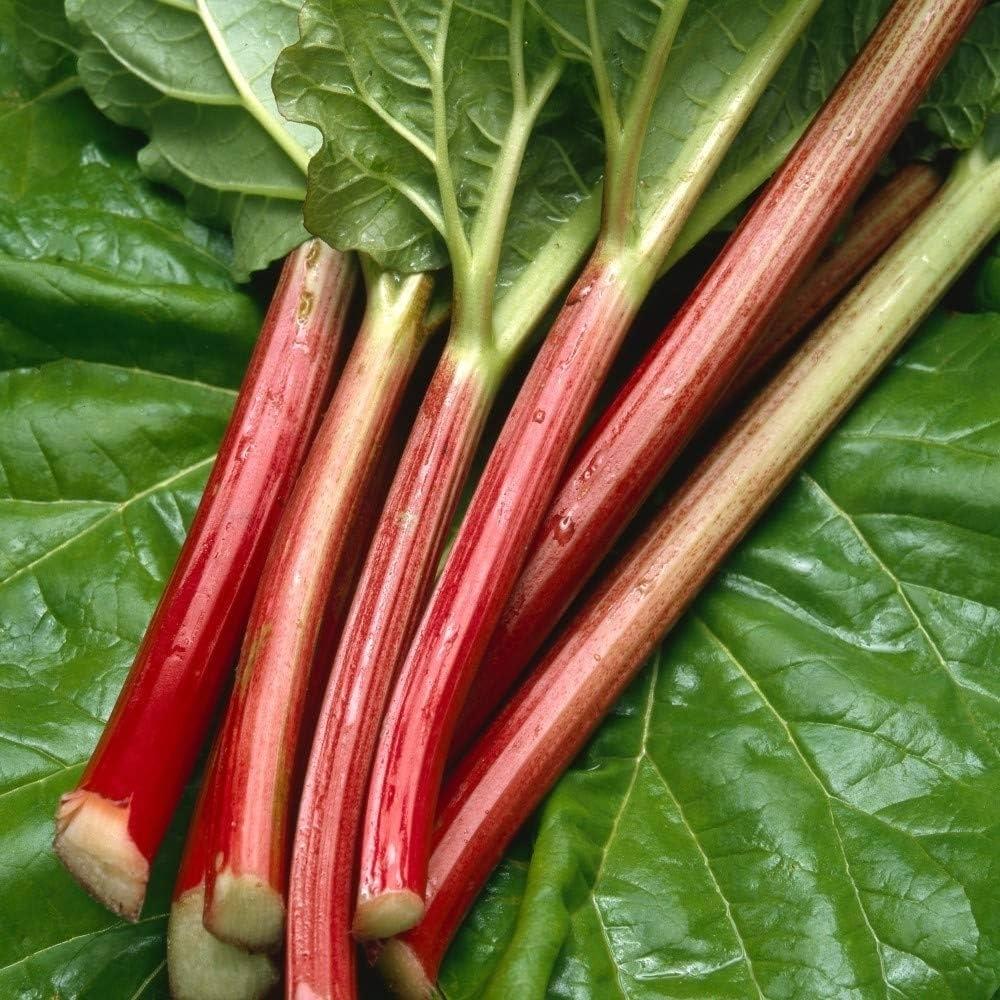 Rhubarb Crowns 'Goliath'