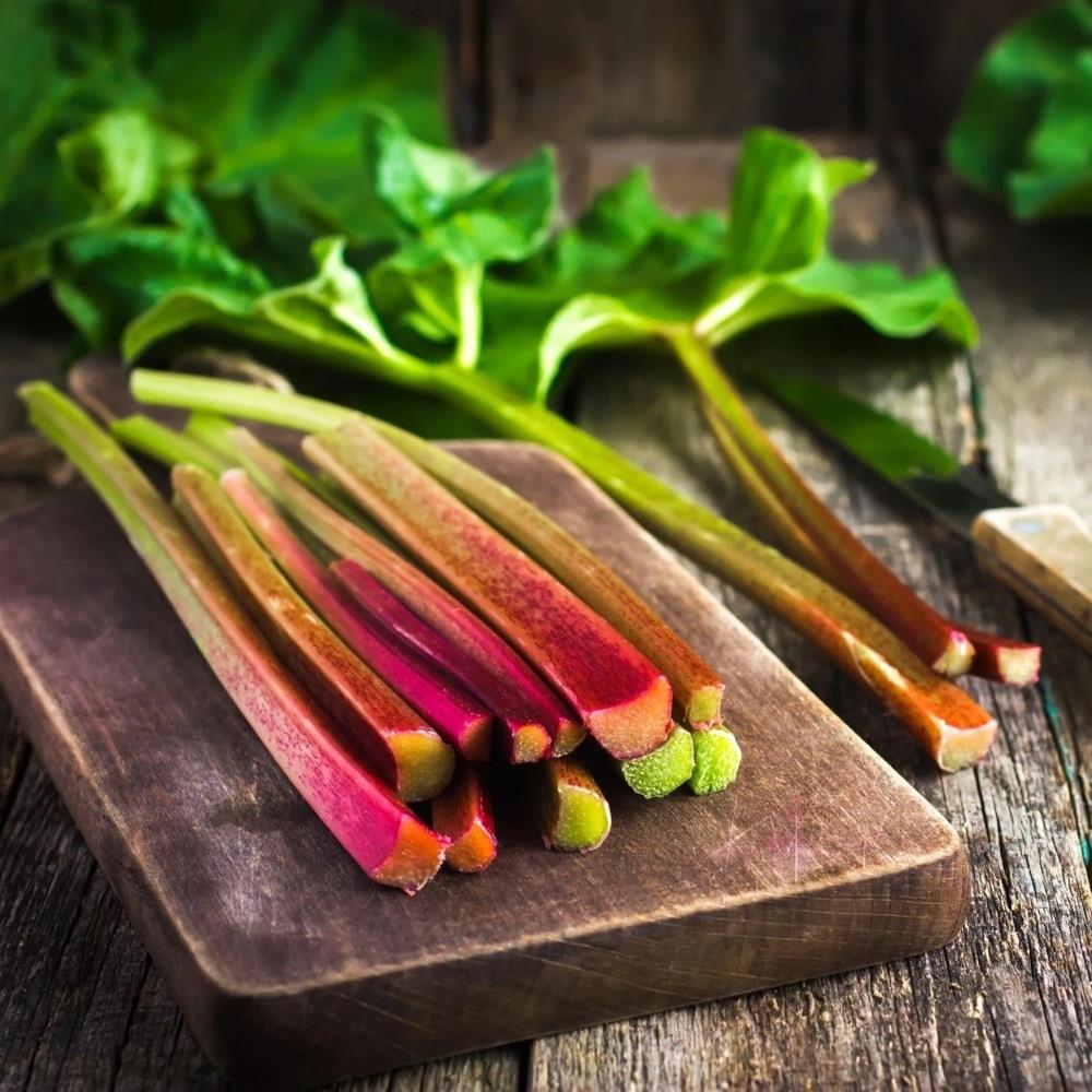 Rhubarb 'Holsteiner Blut'