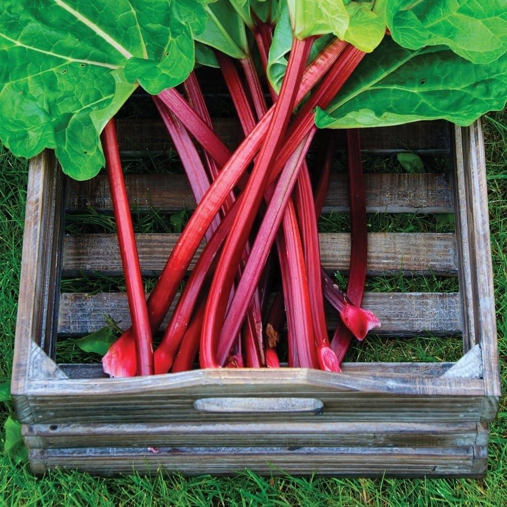 Rhubarb 'Holsteiner Blut'