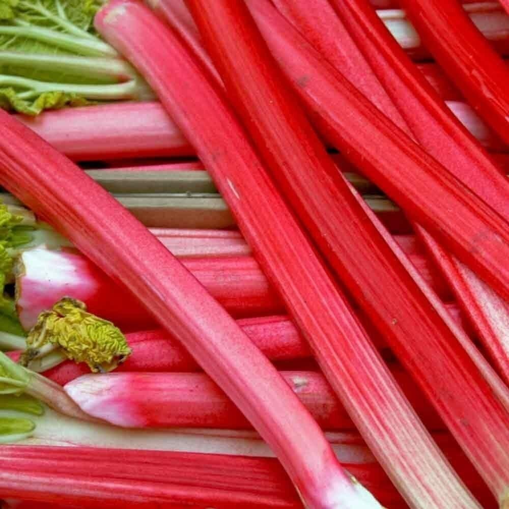 Rhubarb 'Red Champagne'