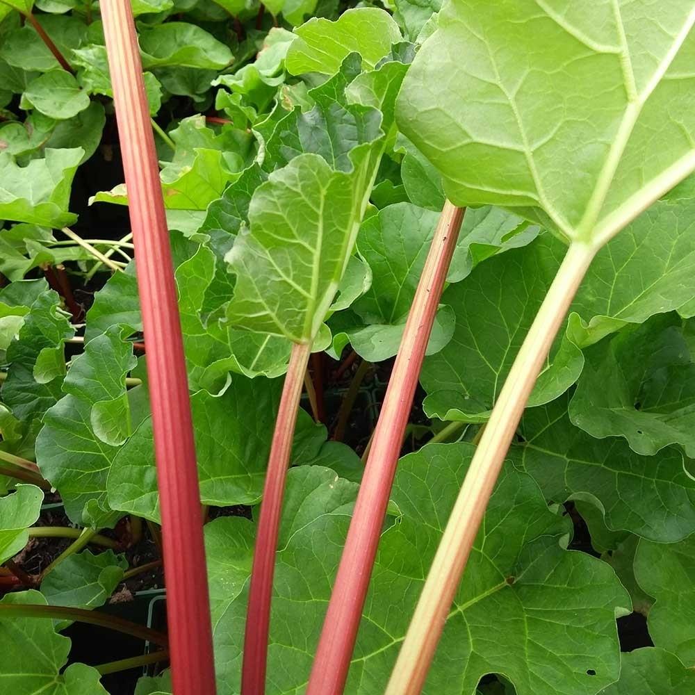 Rhubarb 'Red Champagne'