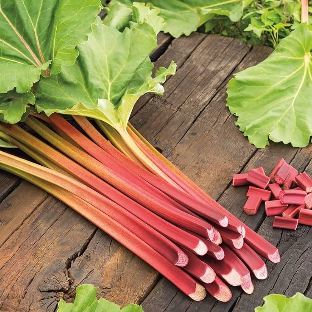 Rhubarb  'Victoria'