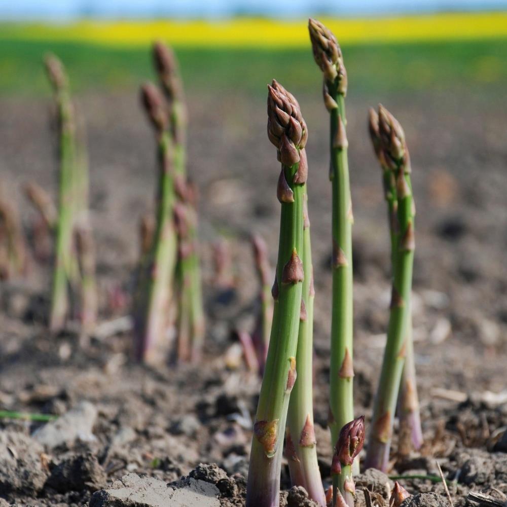 Asparagus Crowns 'Avalim'