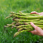 Asparagus 'Gijnlim'