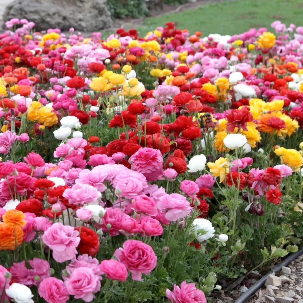 Ranunculus (Persian Buttercup) Mixed