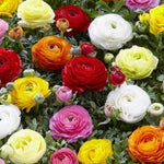 Ranunculus (Persian Buttercup) Mixed
