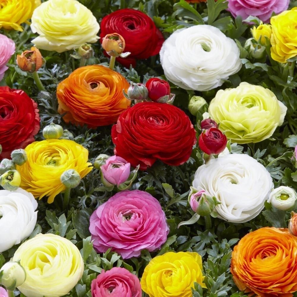 Ranunculus (Persian Buttercup) Mixed