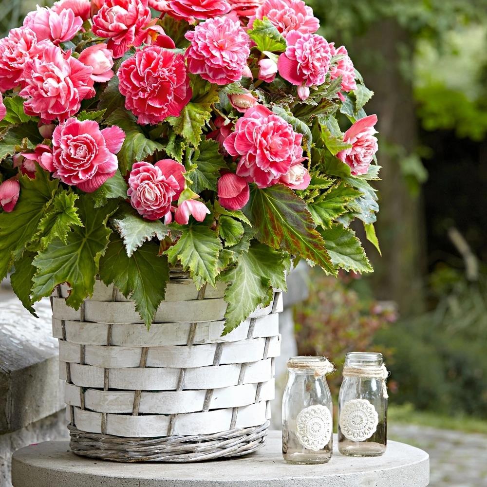 Begonia  Double Pink