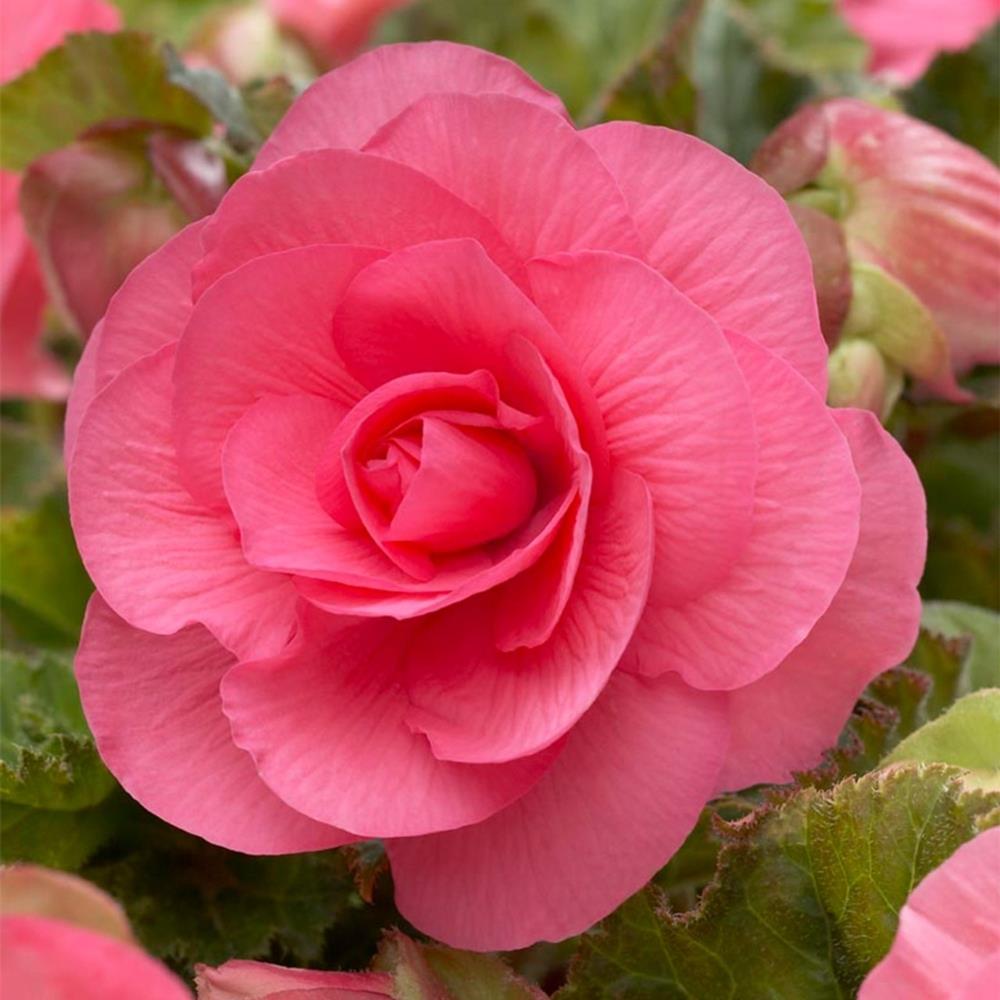 Begonia  Double Pink