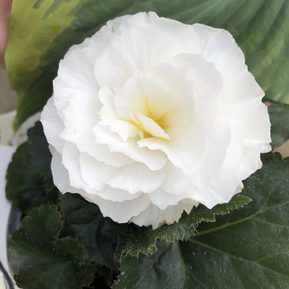 Begonia Double White