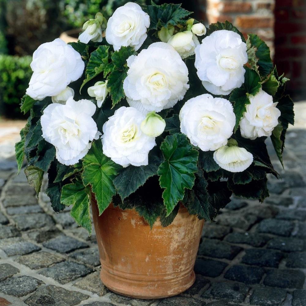 Begonia Double White