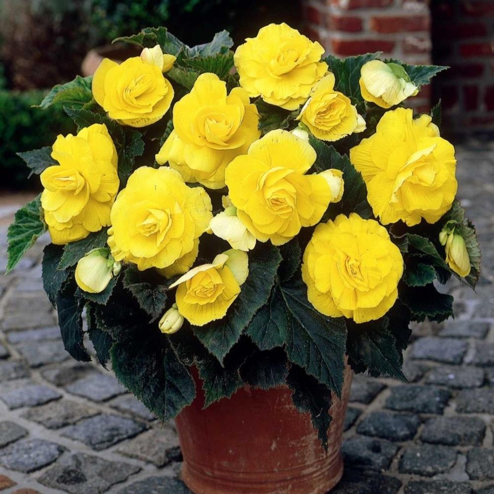 Begonia Double Yellow