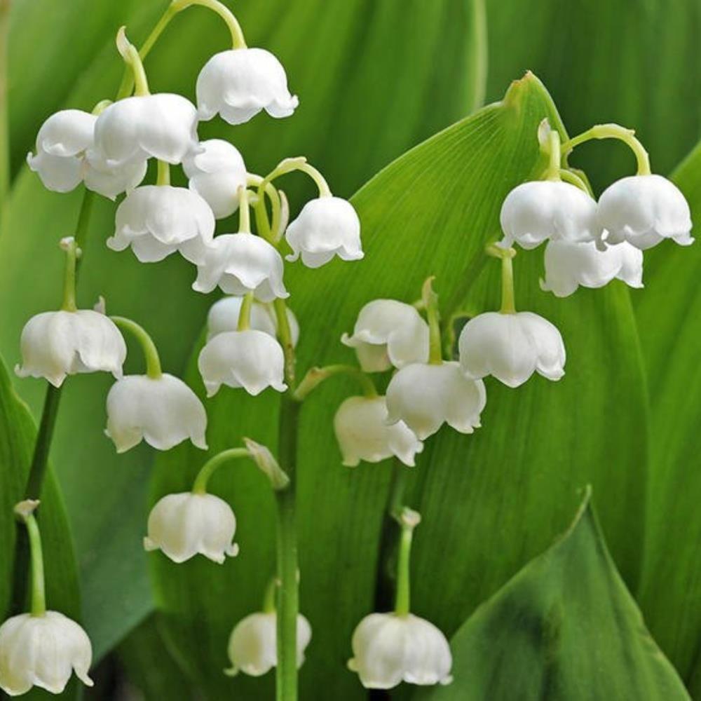 Convallaria Majalis 'Lily of The Valley'