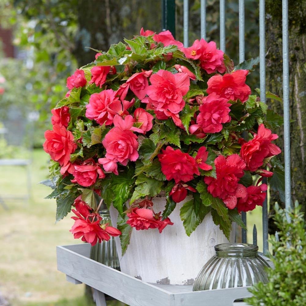 Begonia Pendula Pink X5
